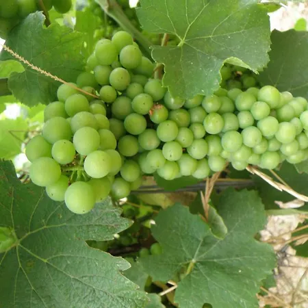 Domaine De L'aumone * 아그