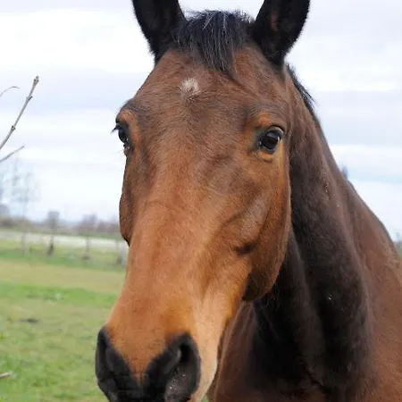 Domaine De L'aumone 아파트 *