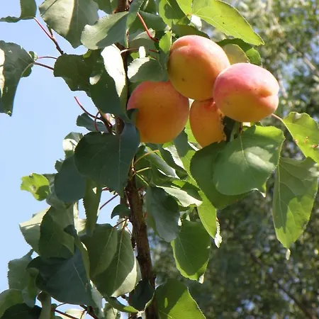 아파트 Domaine De L'aumone 아그